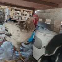 خروس محلی جوان معاوضه با مرغ محلی