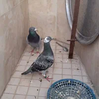 یه جفت المانی مسافتی نسل قدیم