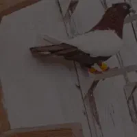 کبوتر سینه سرخ