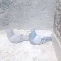 کبوتراصفهانی پر