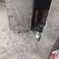 شامی