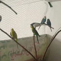 مرغ عشق