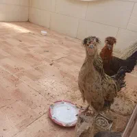 دو عدد مرغ