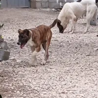 سگ ماده خراسانی اصیل