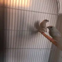 فنچ گلدین جوجه زرد