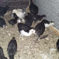 جوجه گلین و ایام سمانی در سنین مختلف
