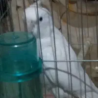 عروس هلندی سفید