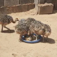 جوجه شترمرغ یک ماه