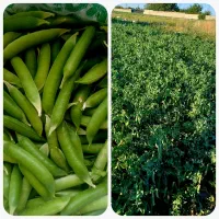 نخود فرنگی و باقالی درجه یک سبز سبز