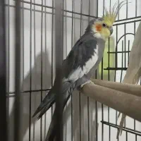 فروش عروس هلندی نر بالغ بالغ
