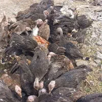 بوقلمون ۳ ماهه