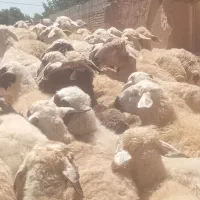 میش جوان برای داشتی فقط نقدی