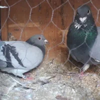 کفتر مسافتی نروماده همراه جوجه هاشون