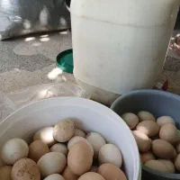 تخم مرغ محلی