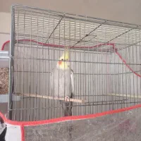 عروس هلندی