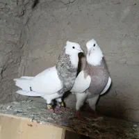 کبوتر