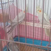عروس هلندی بسیار سالم
