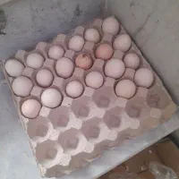 تخم مرغ نطفه دار گلین