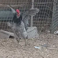 خروس