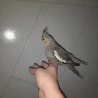 عروس هلندی