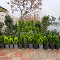 پالم کاج لاوسون و کامیس سیکاس و خدمات فضای سبز