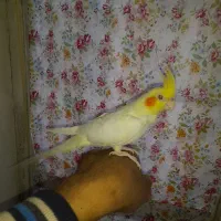 ماده ۹ ماهه فول رام زعفرانی