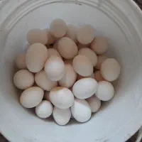 مصرف خوراکی