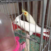 دو جفت مولد