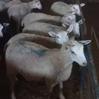 بره ماده رومن ۴ ماهه