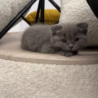 گربه اسکاتیش بلو شورت هیر