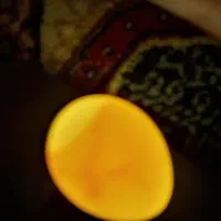 تخم عروس  هلندی