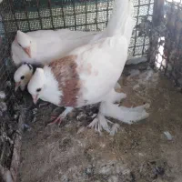 3عدد کبوتر