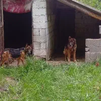 سگ ژرمن توله