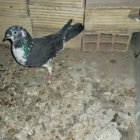 کبوتر