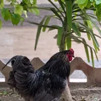 مرغ و خروس امروکانا