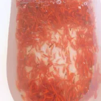 ماهی قرمز|ماهی|خمینی‌شهر, |دیوار