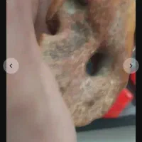 فسیل حیوانات
