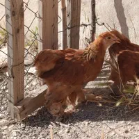 جوجه برهما