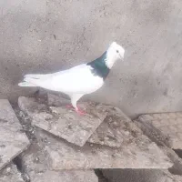 فروش شش عدد کبوتر طوقی و رنگی