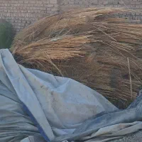 جاروشهرداری