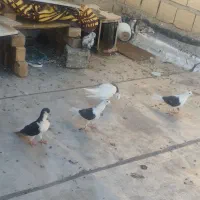 کبوتر مفت و ارزان