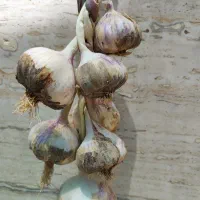سیر خشک امسال