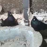 زاغ ابادان جفت