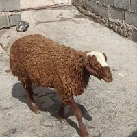 دو عدد بره یک عدد نر و یک عدد ماده