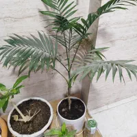 انواع گل آپارتمانی