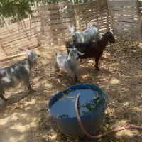 سه راس بز داشتی