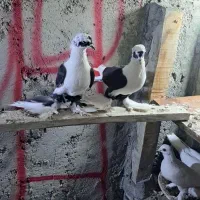 کبوتر الوان ابلاغ