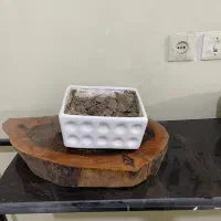 تعدادی گلدان سرامیکی