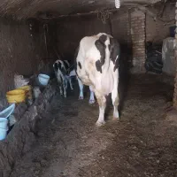 سوپر گاو شیری با گوساله