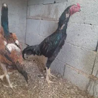 یک جفت لاری اوشامو و یک عدد جوجه مرغ و مرغ یک ساله